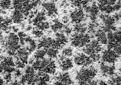 Faster cooling rates result in smaller eutectic cells with more grain boundaries.